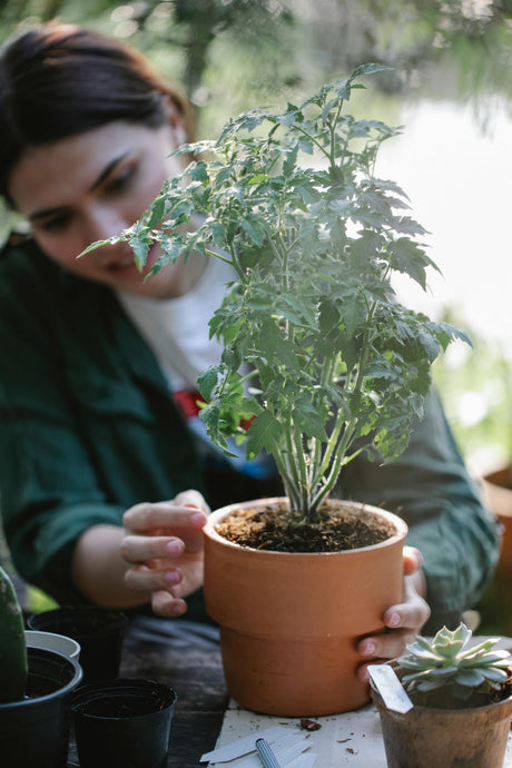 Transplant Triumph: Expert Tips for Happy, Healthy Plants