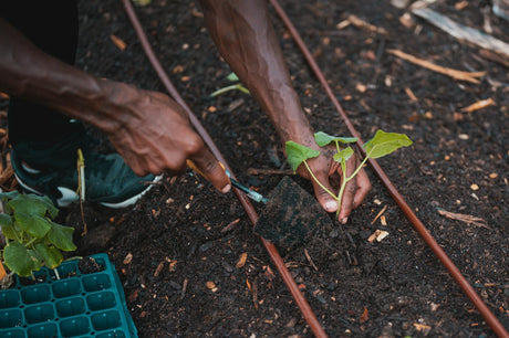 Drip Irrigation vs. Soaker Hoses: Which One Is Best for Spring Gardens?