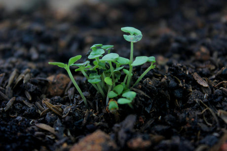 Spring Soil Prep: The Secret to a Thriving Garden