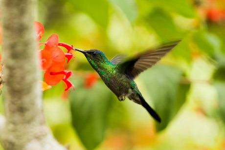 May Flowers: Inviting Pollinators and Hummingbirds to Your Outdoor Oasis