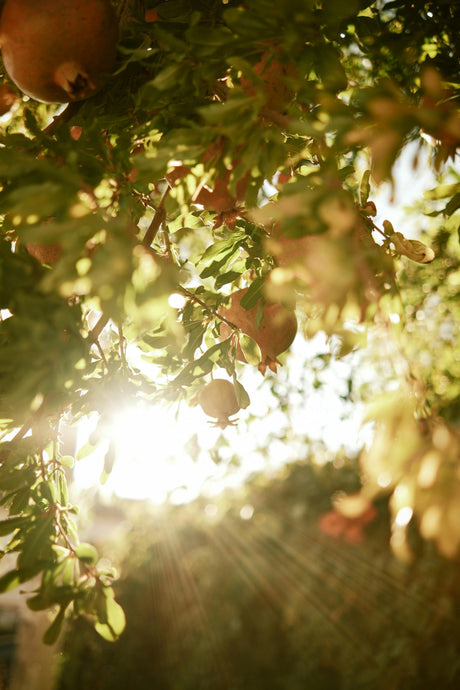 Solar-Powered Irrigation Controllers: An Eco-Friendly Choice for Fall Gardening