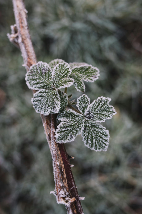 Frost Protection and Irrigation: Finding the Right Balance