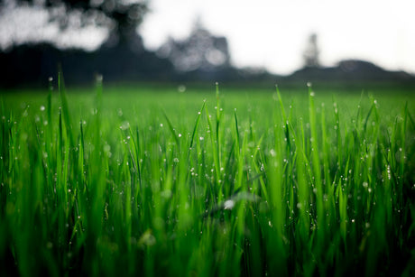 May Lawn Care: Keeping Your Grass Green and Lush