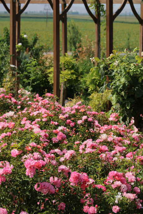 Out with the Old Blooms: Cleaning Up Your Summer Plants the Smart Way