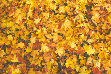 To Rake or Not to Rake: The Pros and Cons of Leaving Leaves in Your Lawn and Garden