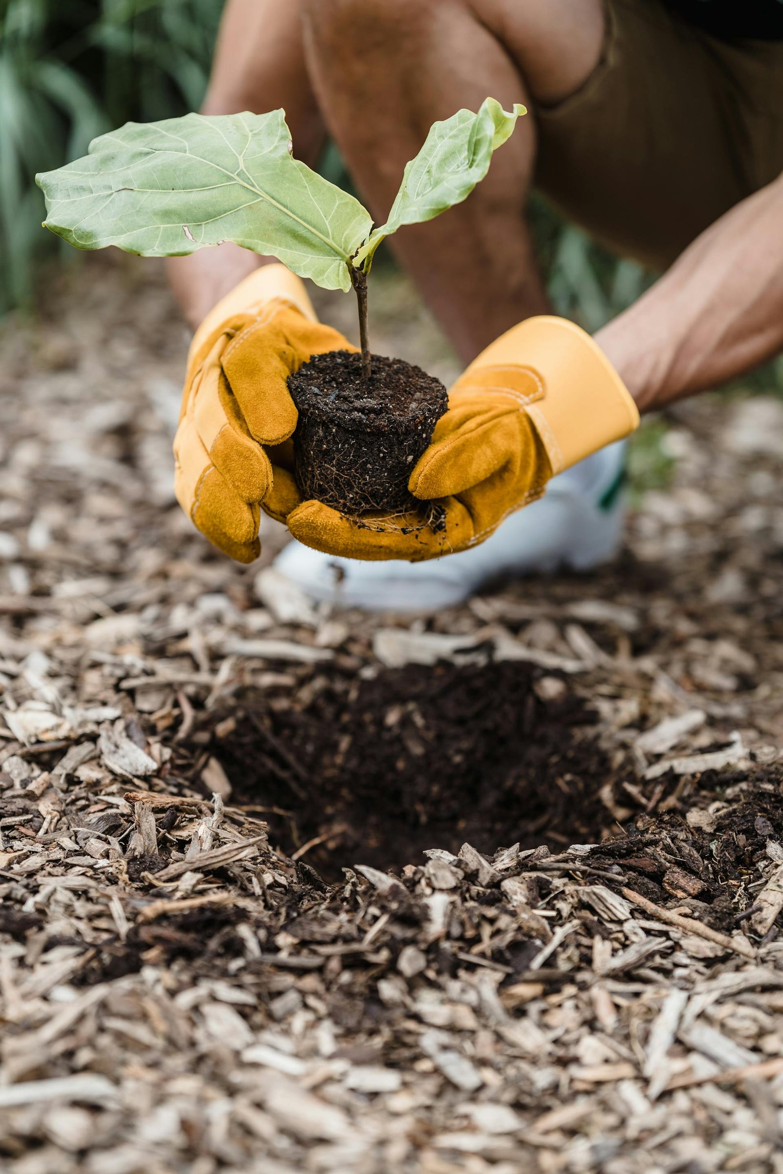 The September Mulch Trick: Save Water and Protect Your Fall Garden