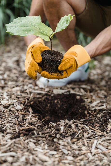 The September Mulch Trick: Save Water and Protect Your Fall Garden
