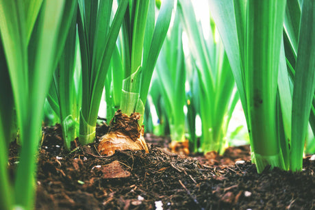 Roots & Rhizomes: Cultivating Healthier Gardens with Soil Inoculants
