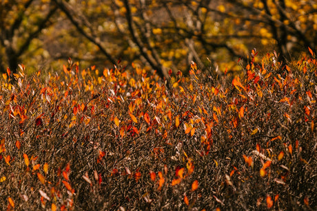 Essential Tips for Your Lawn and Garden in the Fall: A Season of Preparation