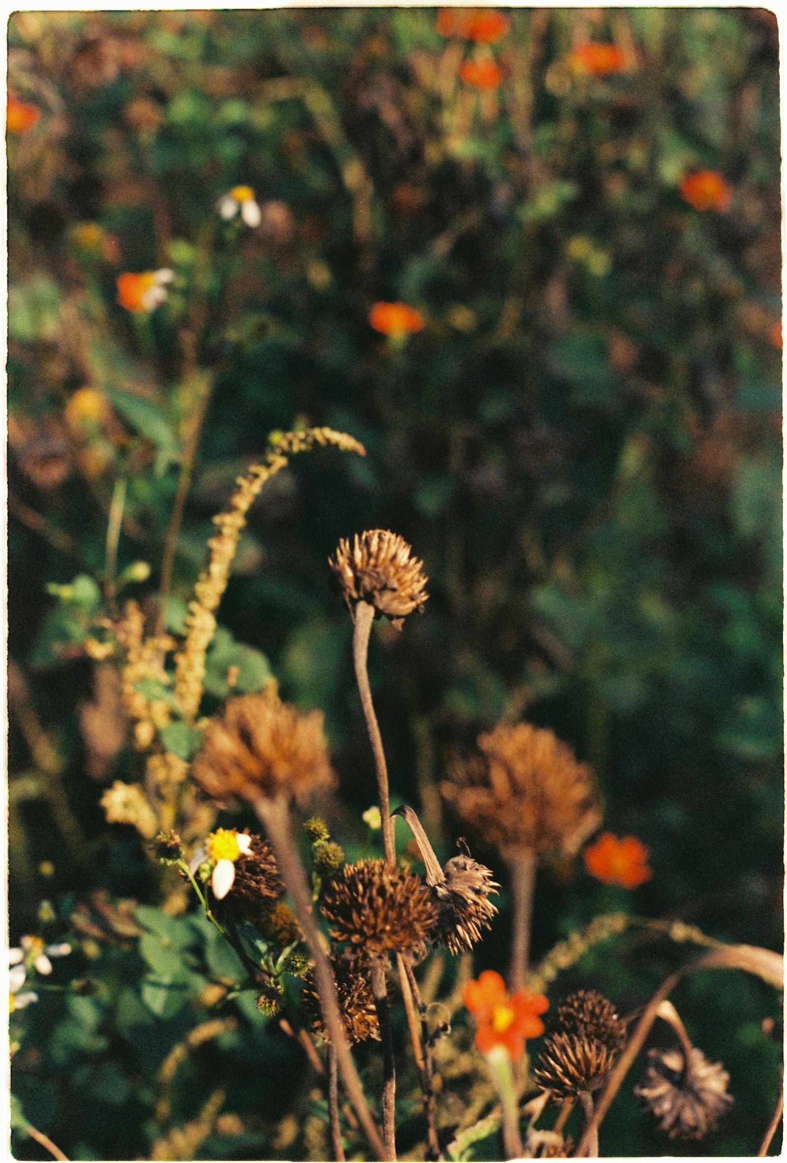 Shifting Gears: Adjusting Your Irrigation System for Late Summer and Early Fall