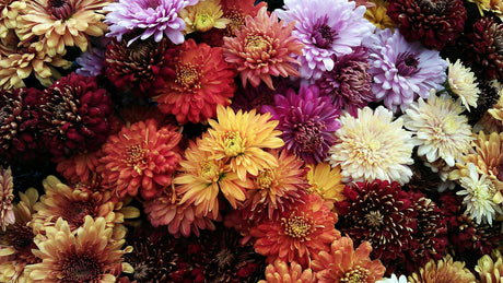 Fall Flowers and Their Water Needs: Mums, Pansies, and Beyond