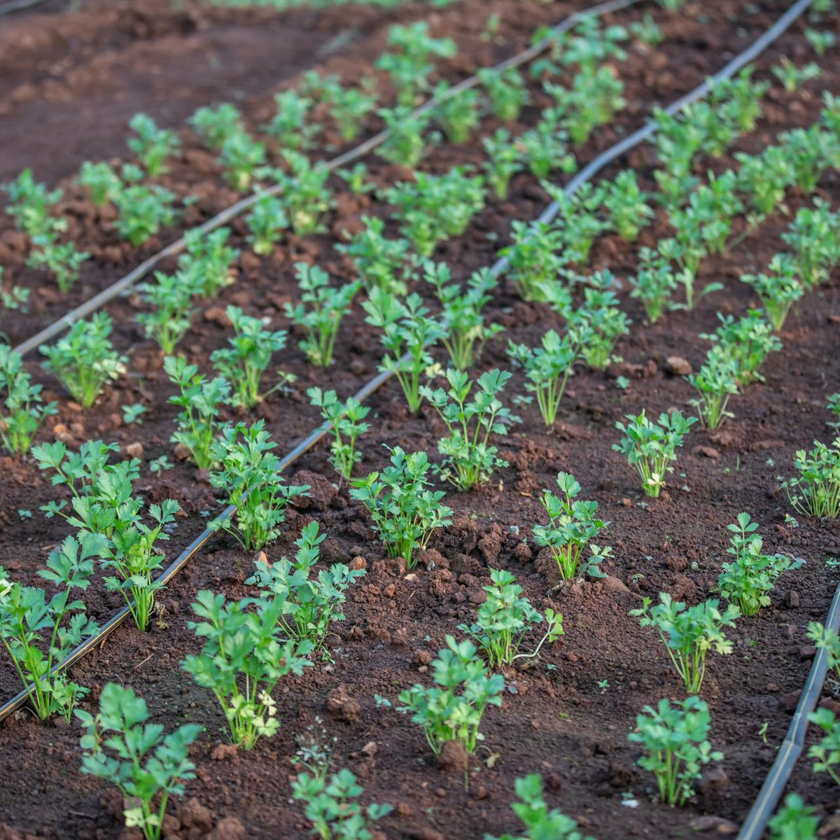 Getting Ahead of the Heat: How to Protect New Plants with Drip Lines ...