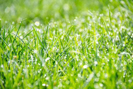 Summer Lawn Care: Essential Tips for a Luscious Lawn
