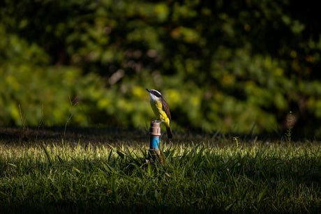 Spring Startup: Checking Your Irrigation System After Winter